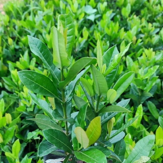 东莞市龙船花