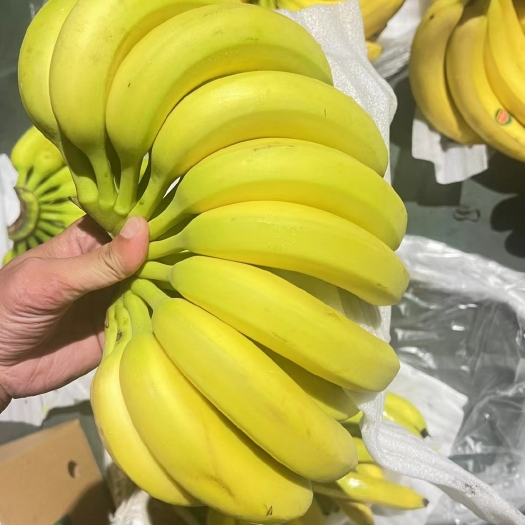 上海精品优惠二黄蕉大量现货等你