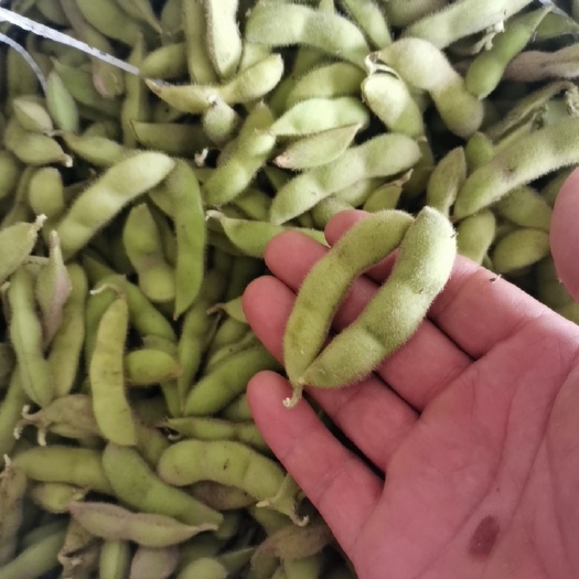 徐州精品毛豆