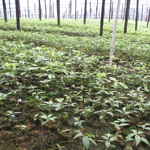 张家界楠木苗，楠木袋苗价格，园林景观楠木袋苗