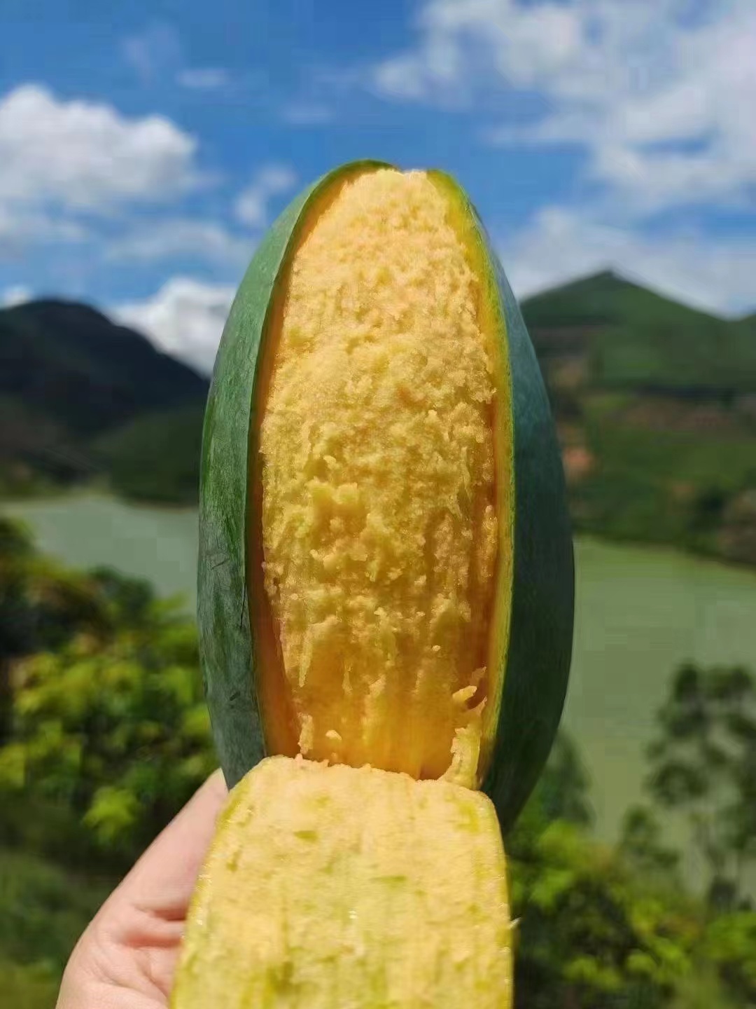 田东特级芒果批发零售，邮费自己承担