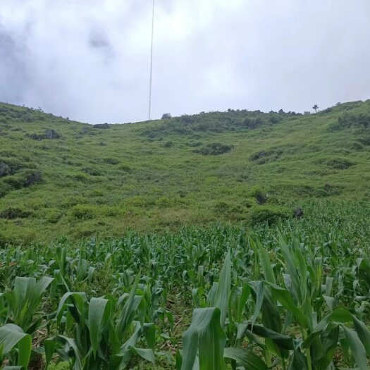鹿寨县云南金平八千亩连片林地可以种植桉树30年300W