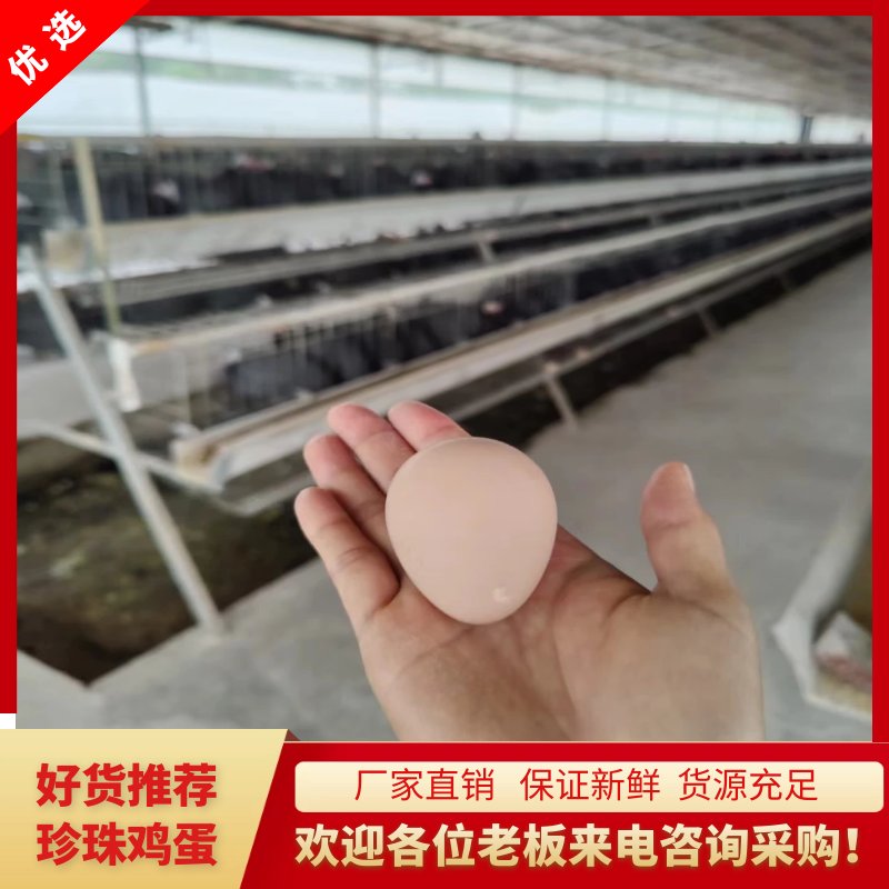 江门珍珠鸡种蛋 广东厂家一手货源直发 授精率保证80%
