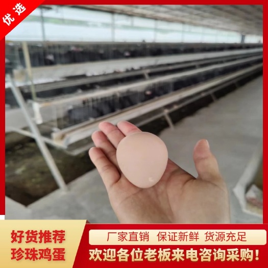 珍珠鸡种蛋 广东厂家一手货源直发 授精率保证80%