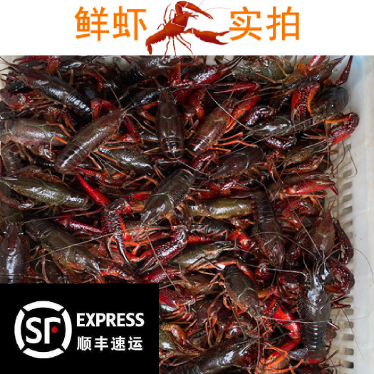 微山县微山湖小龙虾，肉肥