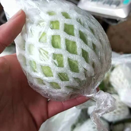 廉江市广东阳江阳春番石榴芭乐一天两万斤红心白心西瓜红宝石红胭脂