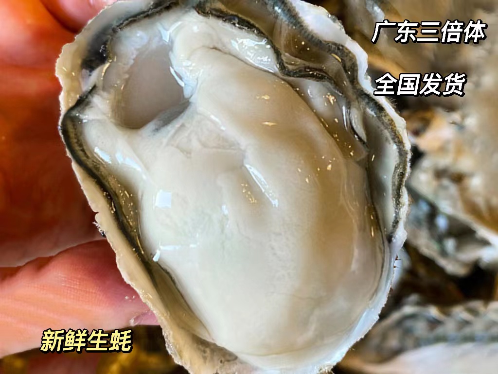 广东台山生蚝三倍体新鲜发货，口感鲜美，源头直供批发价，诚信