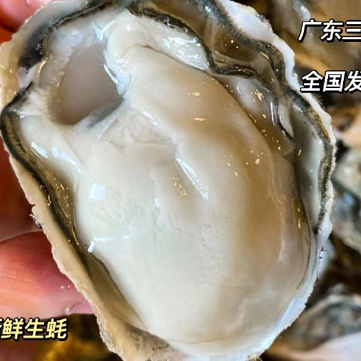 佛山广东台山生蚝三倍体新鲜发货，口感鲜美，源头直供批发价，诚信