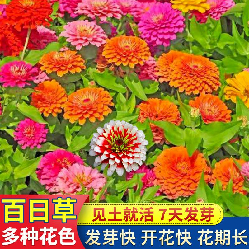 沭阳县百日草种子 百日草花种子混色百日菊易活花籽四季开花室外庭院阳