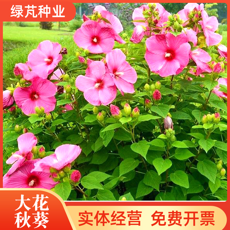 沭阳县大花秋葵种子芙蓉葵草芙蓉多年生花期长草花阳台四季庭院花卉种子