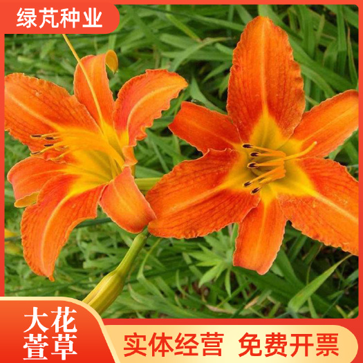 大花萱草种子 盆栽庭院阳台植物种子宿根多年生金娃娃萱草籽种子