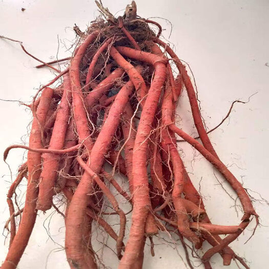嵩县新鲜紫丹参中药材整颗新鲜现挖紫花丹参茶红参500g
