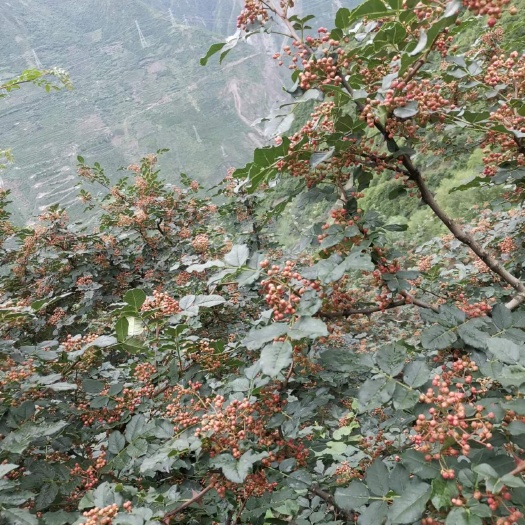 茂县茂县花椒，大红袍花椒，鲜花椒