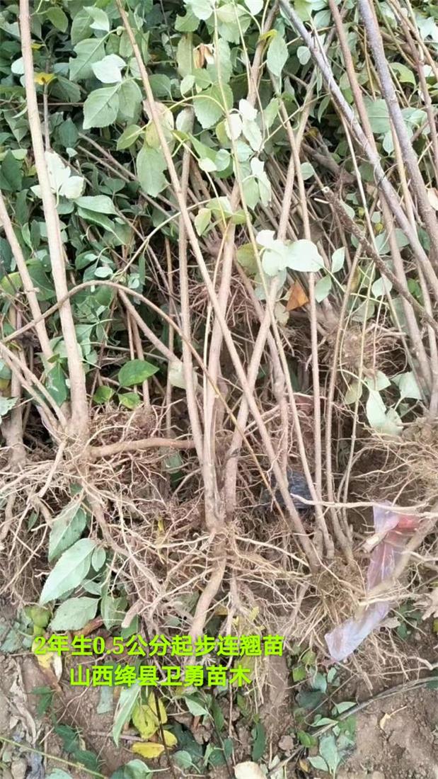 连翘苗基地 高产3号连翘苗 30公分-1米连翘苗价格