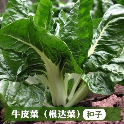 大叶牛皮菜种子重庆厚皮菜根达菜籽四川牛皮菜籽春秋四季蔬菜种孑