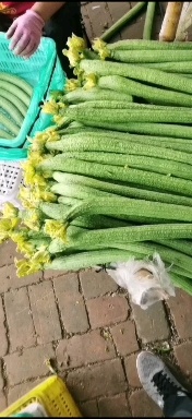 濮阳县鲜花丝瓜基地