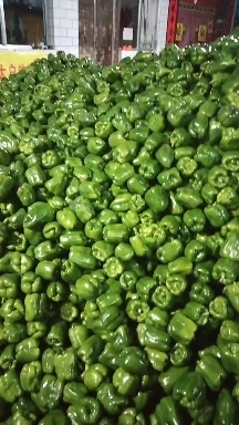 山阴县大量圆椒上市了，个大色亮，有需要的可以联系我