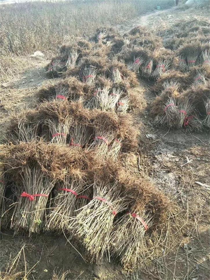 连翘苗基地 高产3号连翘苗 30公分-1米连翘苗价格