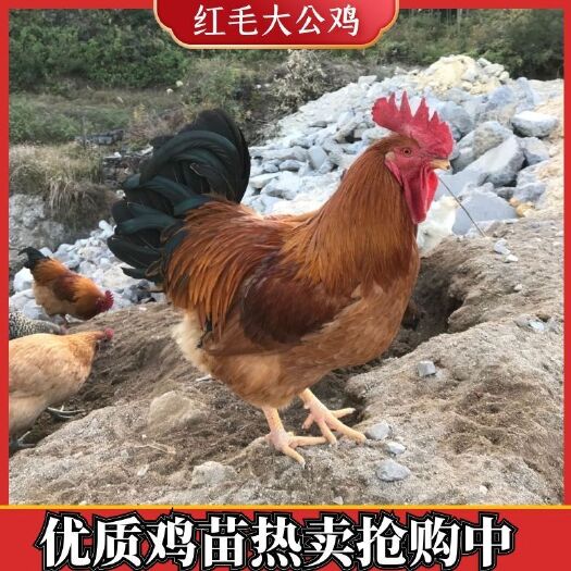 南宁鸡苗特卖批发