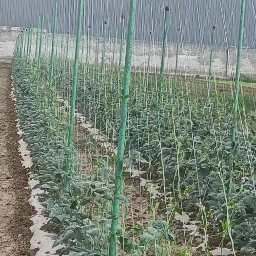 农业豆角架豆角爬藤架新型拉网式豆角架结实耐用不生锈不腐蚀
