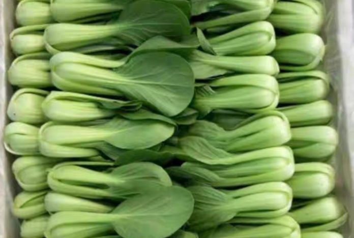 上海青菜