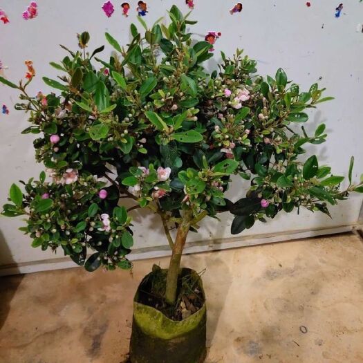 灵山县桃金娘苗  山捻子桃金娘树苗阳台庭院行道花园植物绿植园艺果树