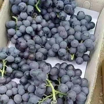 昌黎县玫瑰香葡萄大量供应电商，团购