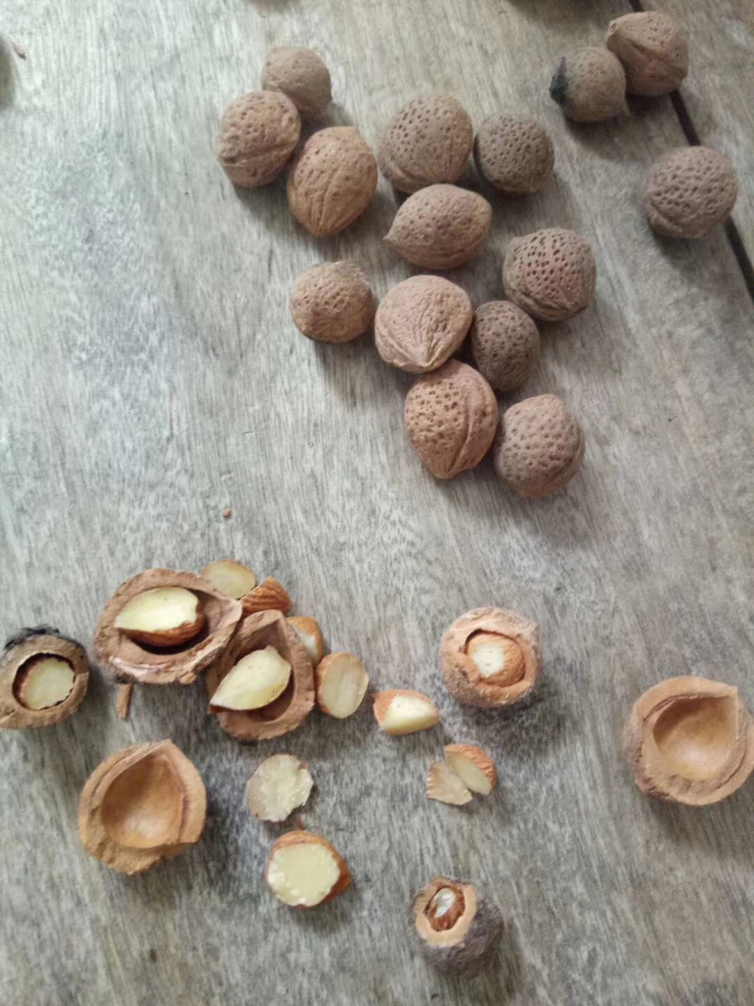 青梅种子占木嫁接果树种子