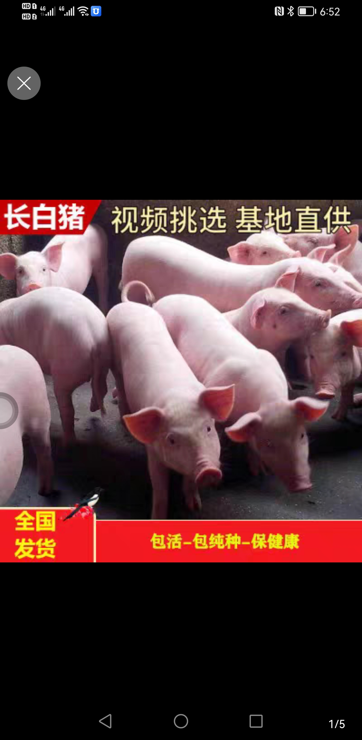 灌南县猪苗三元仔猪长白母猪大白苏太杜洛克种猪二元