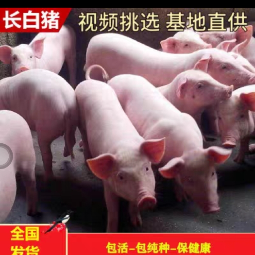 灌南县猪苗三元仔猪长白母猪大白苏太杜洛克种猪二元