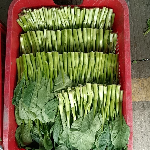 成都基地菜心（广东菜心）