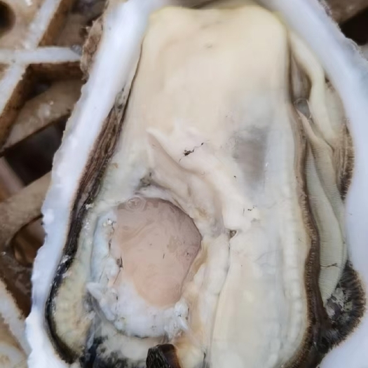 大连保肥哦
