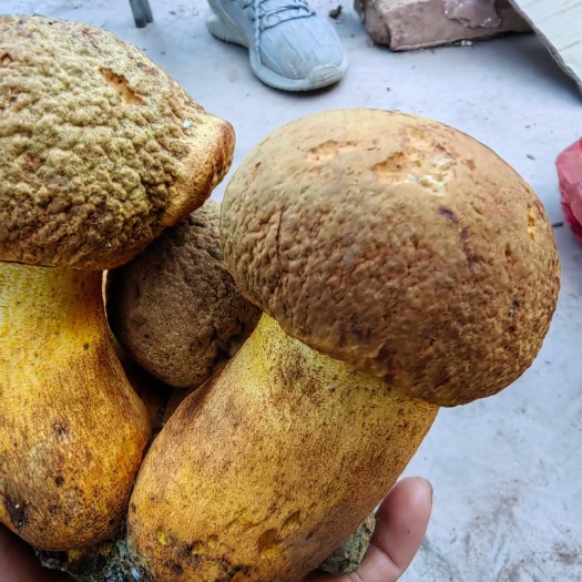 漾濞县黄牛肝