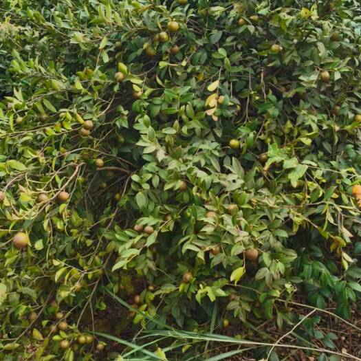 桃江县自家种植山茶油