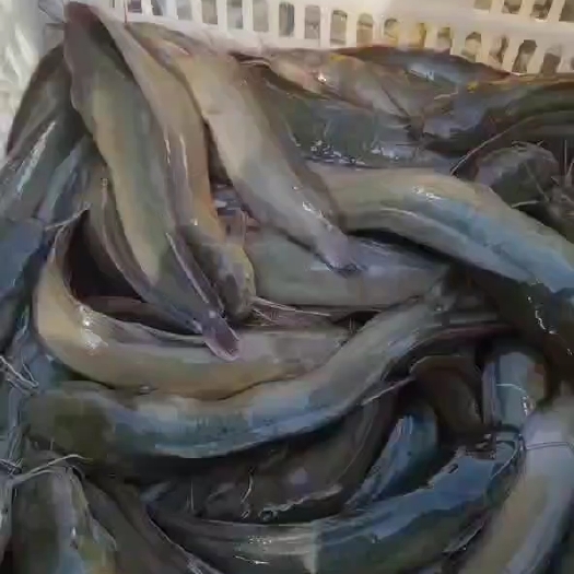 紫金县鲶鱼--土塘角鱼，价格面议，已养一年