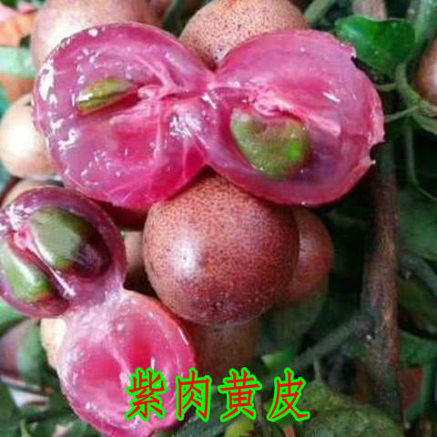 灵山县紫肉黄皮果苗