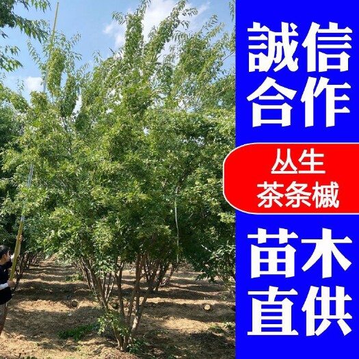 济南精品丛生茶条槭 4米-6.5米 4分枝以上基地直供全国发货