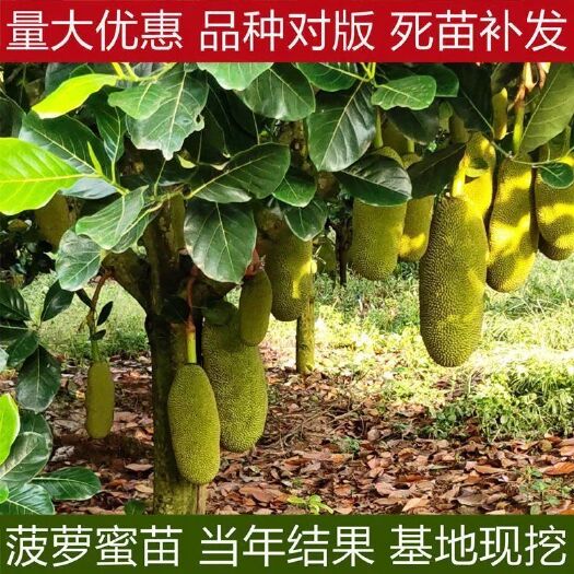 灵山县1号马来西亚菠萝蜜苗  嫁接苗黄肉干包南方果树苗