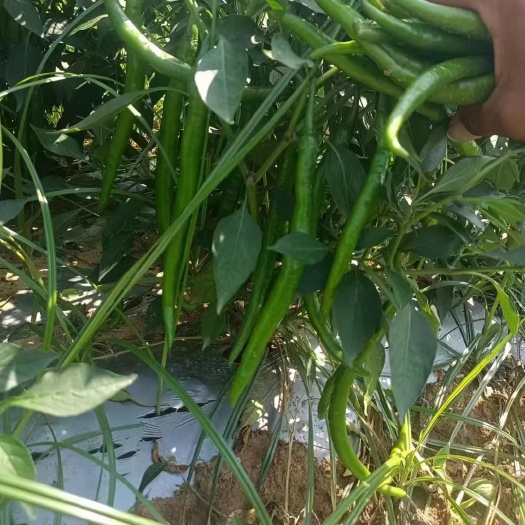叶县自家种植六百亩八号线椒，现摘现发