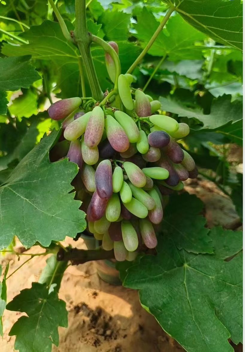蓝宝石葡萄苗批发]蓝宝石葡萄苗带果发货盆栽地栽鲜果苗甜蜜