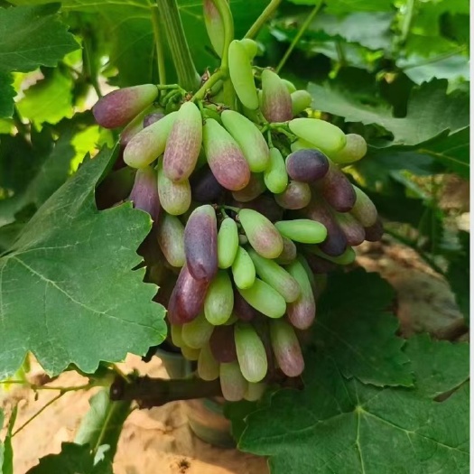 平邑县蓝宝石葡萄苗带果发货盆栽地栽鲜果苗甜蜜蓝宝石金手指无籽葡萄树