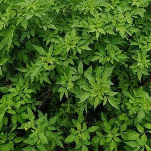 通城县鬼针草干货