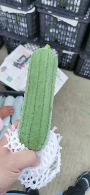 南靖县福建漳州肉丝瓜