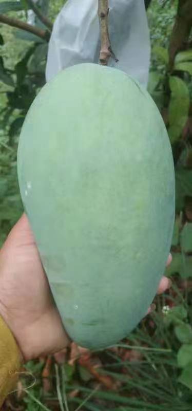 元江县三年芒 小台芒  大青芒