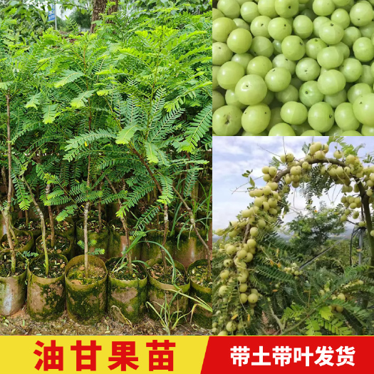 灵山县大果甜余甘果树苗牛甘子苗 油甘果苗 嫁接油甘果苗广西树苗带土