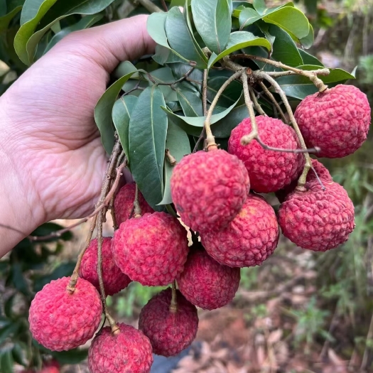 南宁仙进奉荔枝