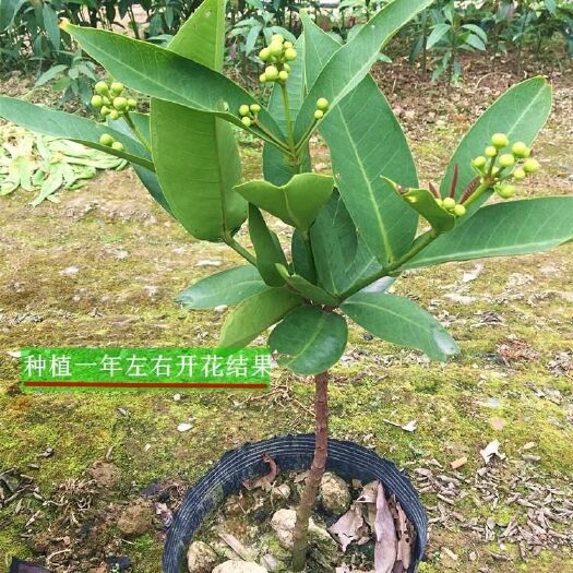 灵山县黑糖芭比莲雾苗  黑金刚莲雾苗 大叶红莲雾苗