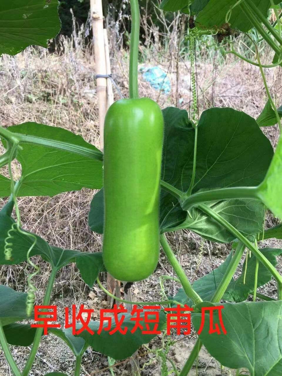 博罗县瓠瓜苗、蒲瓜苗、莆瓜苗、六叶一心杂交品种