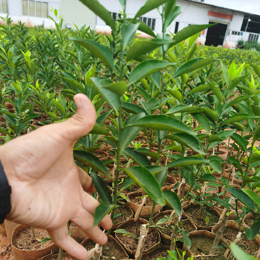 新会柑树苗批发 柑橘苗基地直供