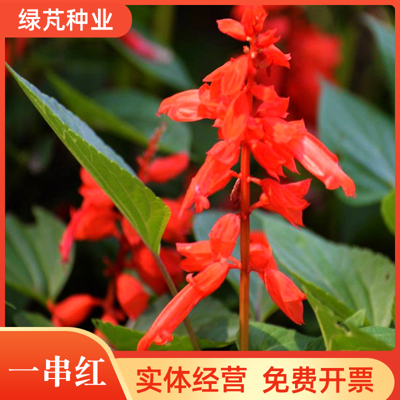 沭阳县一串红种子矮串红高串红花盆栽花草多年生四季播易种耐阴景观花海